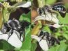 Andrena sp.